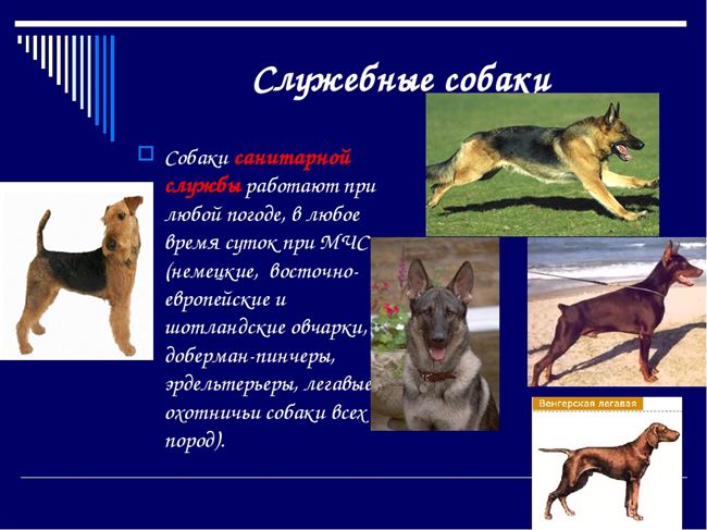 Общая характеристика и тип собаки